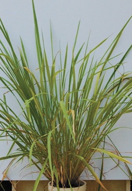 写真：野生イネ