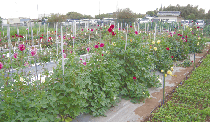 写真:たくさんのダリアが咲いている農場の風景