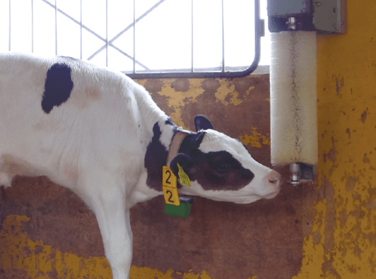 写真:子牛と回転ブラシ