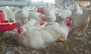 写真:鶏舎の中の鶏たちの様子