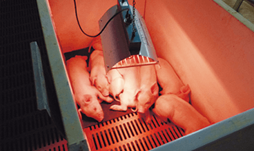 写真:ヒーターの下ですごす豚たちの様子