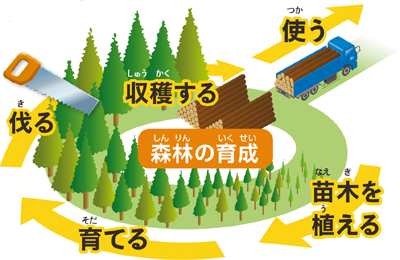 森林の育成の説明図:苗木を植える→育てる→伐る→収穫する→使う