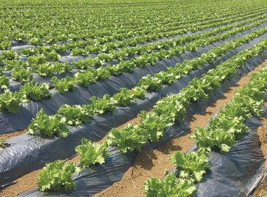 写真:一面に広がるレタス畑の様子