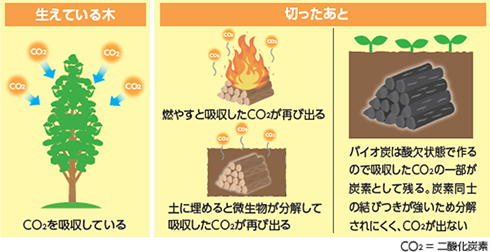 ⽣きている⽊はCO2を吸収し、その後バイオ炭にするとCO2がでない概要図:切ったあと、燃やすと吸収したCO2が再び出る。また、⼟に埋めると微⽣物が分解して吸収したCO2が再び出る。⼀⽅、バイオ炭は酸⽋状態で作るので吸収したCO2の⼀部が炭素として残る。炭素同⼠の結びつきが強いため分解されにくく、CO2が出ない