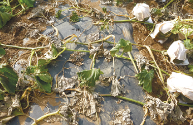写真:カボチャ畑の様子