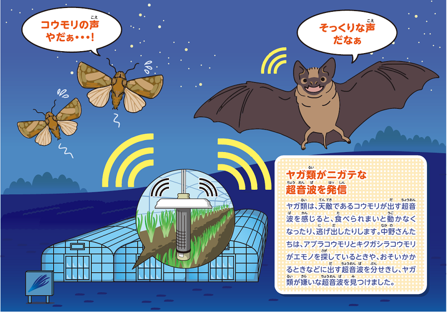 図:ヤガ類が苦手な超音波を発信