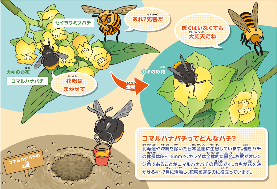 図:コマルハナバチってどんなハチ?