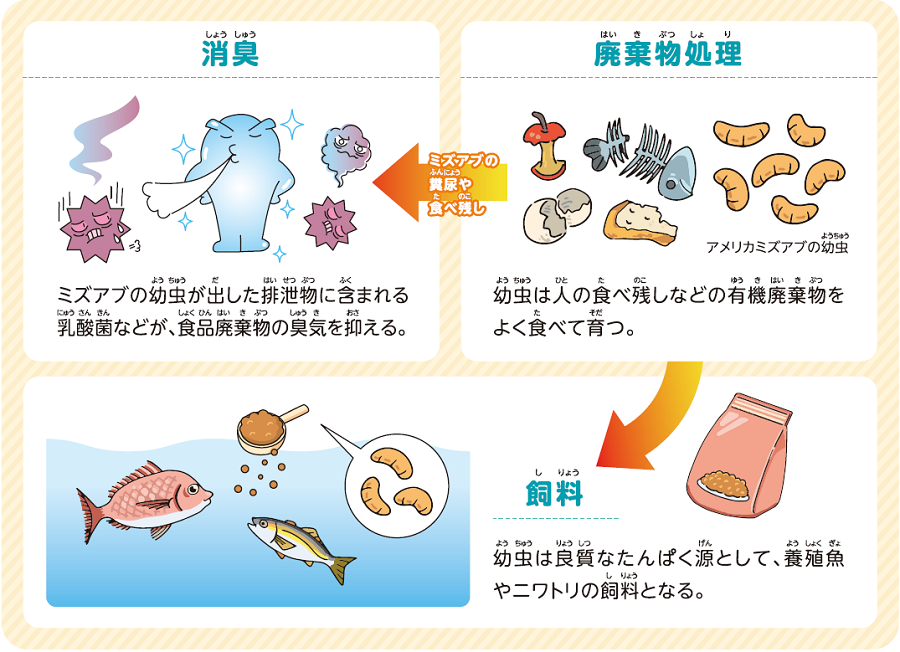 図:ミズアブの幼虫が出した排泄物に含まれる乳酸菌などが、食品廃棄物の臭気を抑える。