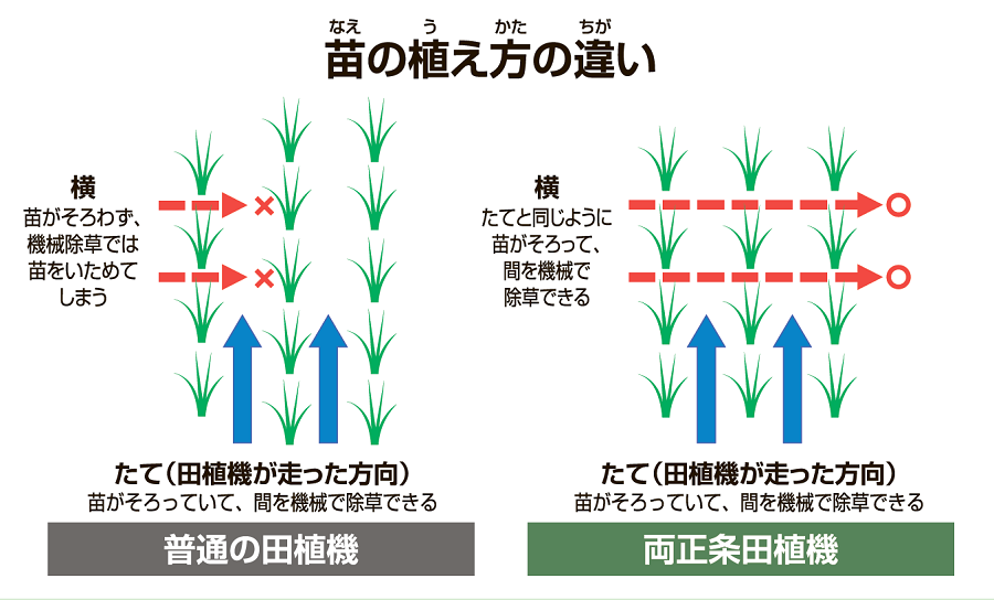 図:苗の植え方の違い