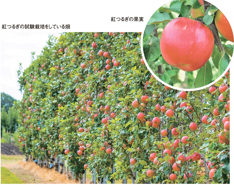 写真:紅つるぎの試験栽培をしている畑、紅つるぎの果実