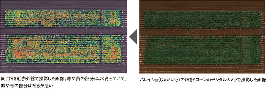 写真:(左)同じ畑を近赤外線で撮影した画像。赤や黄の部分はよく育っていて、緑や青の部分は育ちが悪い、(右)バレイショ(じゃがいも)の畑をドローンのデジタルカメラで撮影した画像