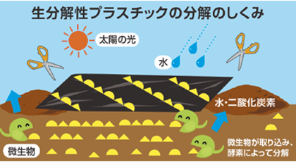 図：生分解性プラスチックの分解のしくみ