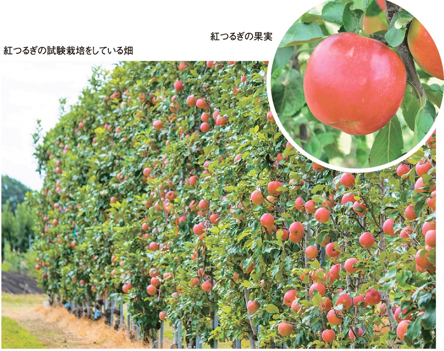 「紅つるぎ」の栽培試験をしている様子とその果実。横一列に植えられた「紅つるぎ」は壁状になっている。
