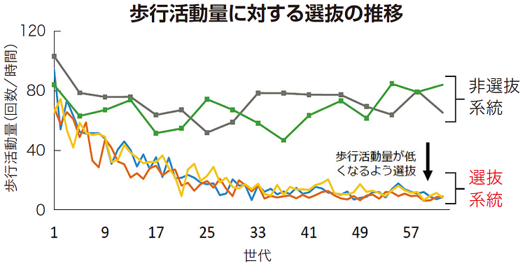 人為選抜によるタイリクヒメハナカメムシ雌成虫の歩行活動量の変化のグラフ。選抜系統は世代ごとに、歩行活動量が低い個体を全体の30%選抜して得られた系統。非選抜系統は、選抜を行わずに維持している系統。歩行活動量はショウジョウバエ用生体リズム測定装置を使って測定。タイリクヒメハナカメムシがガラスチューブの中を歩き回ることで装置のセンサーを横切り、それを感知した回数が歩行活動量として測定される。歩行活動量が少ないことは、害虫を長い時間にわたって粘り強く探索する性質を持つことを意味している。