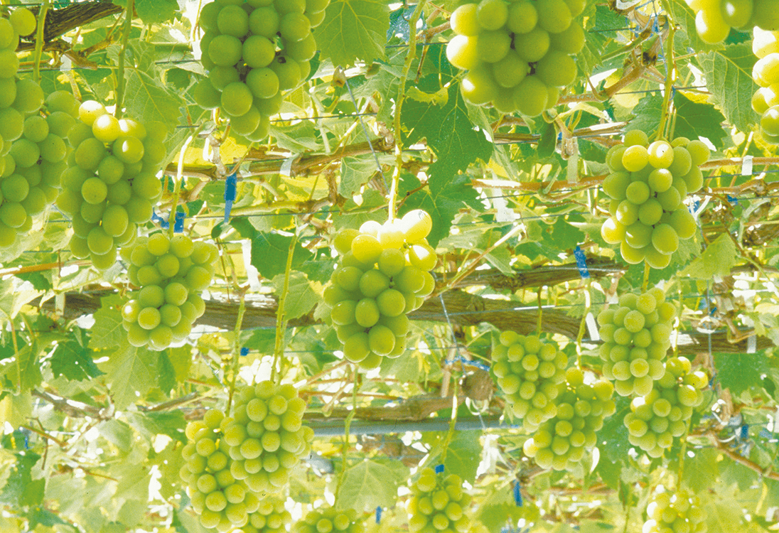 たわわに実った「シャインマスカット」の写真。黄緑色にかがやき、粒の大きいぶどうです。（写真提供は農研機構）