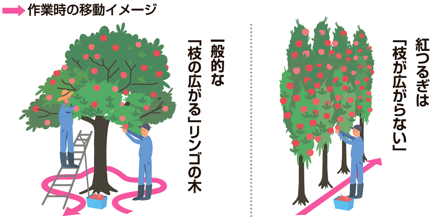 一般的なりんごの樹と「紅つるぎ」の樹の比較。枝が広がる一般的なりんごの樹にくらべて、「紅つるぎ」の樹は通路に枝がはみ出しにくいため、作業がしやすい。