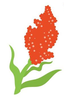 ソルガムの画像