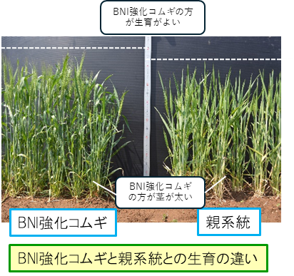 BNIコムギ比較画像