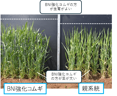 BNI強化コムギ(左)と親系統(右)との生育を比較した写真。BNI強化コムギの方が茎が太く、生育が良い。