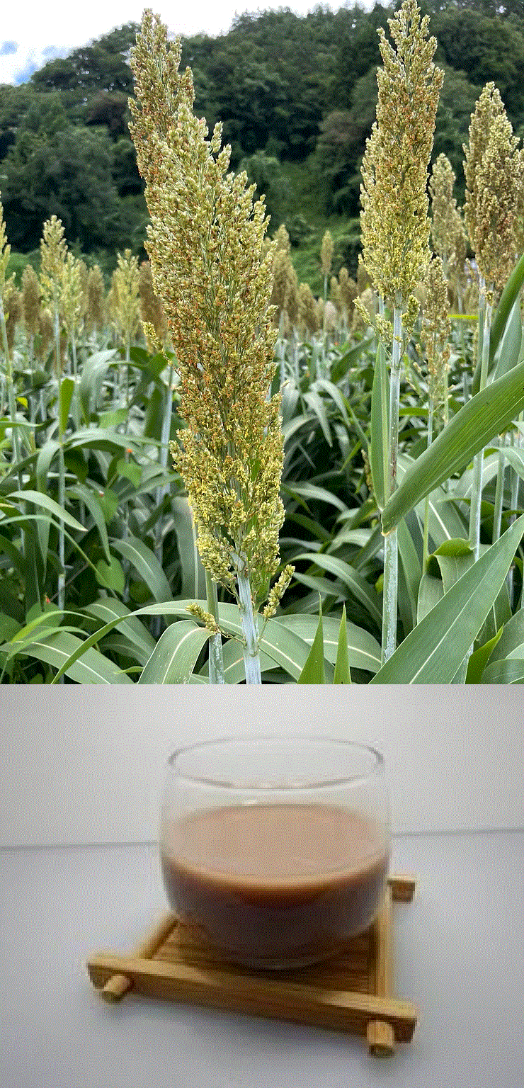 ソルガムミルクと収穫前のソルガム