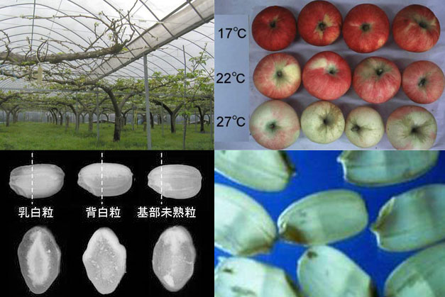 コメの白未熟、胴割、果樹の着色不良等の様相
